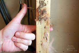 Termite demage furniture